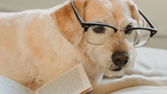 email subject lines opened